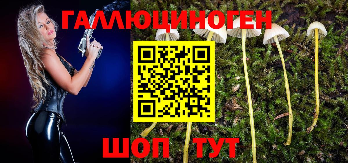 Галлюциногенные грибы Psilocybe Глазов